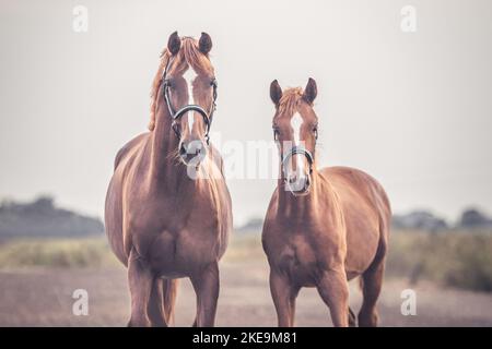 2 cavalli di Oldenburg Foto Stock