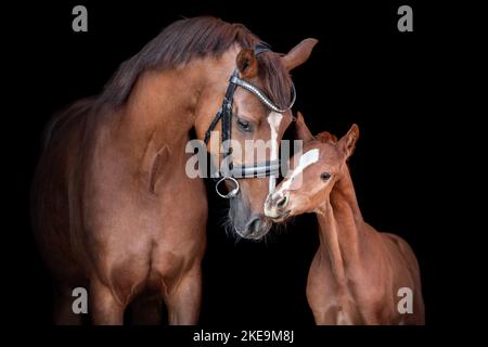 2 cavalli di Oldenburg Foto Stock