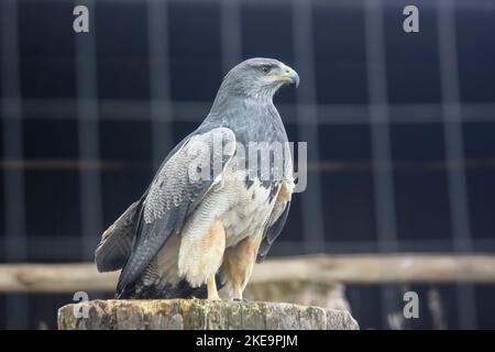 L'aquila di cicerello (Geranoaetus melanoleucus) è un uccello della famiglia dei falchi e delle aquile (Accipitridae). Vive in regioni aperte di Foto Stock