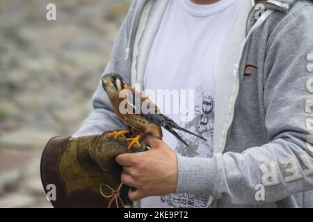 Gheppio americano (Falco sparverius) al Parque Condor (Condor Park), Otavalo, Ecuador Foto Stock