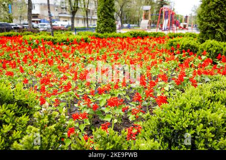 Salvia coccinea fiori, il sangue salvia, scarlatto salvia, Texas salvia, o salvia tropicale al parco cittadino. Perenne erbaceo nella famiglia Lamiaceae, Scient Foto Stock