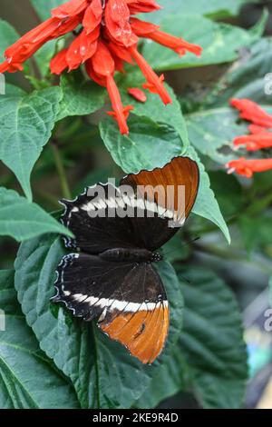Farfalla dalla punta arrugginita (Siproeta epaphus) presso la Fattoria delle farfalle di Mindo Mariposario, Valle di Mindo, Ecuador Foto Stock