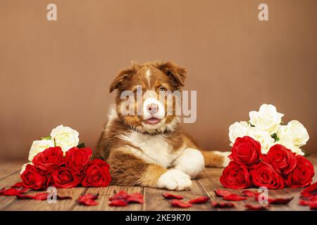 Giacente giovane pastore australiano Foto Stock
