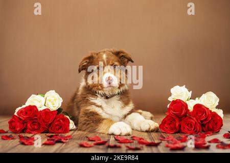 Giacente giovane pastore australiano Foto Stock