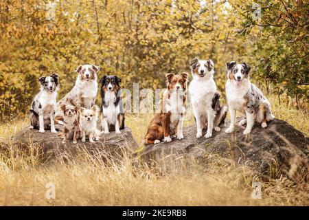 Pastori australiani e Chihuahua Foto Stock