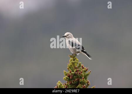 Clarks Nutcracker Banff National Park Kanada Foto Stock