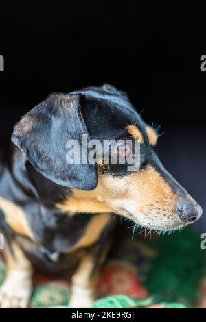Un colpo verticale di un cane Dachshund Foto Stock