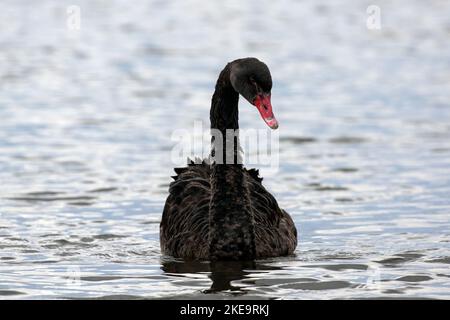 Black Swans, Sturt Pond, Keyhaven, Pennington Marshes riserva naturale Foto Stock