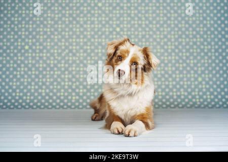 Pastore australiano in miniatura Red-merle Foto Stock