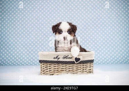 Pastore americano in miniatura Puppy Foto Stock