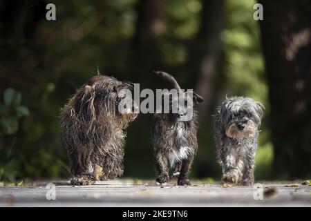 3 cani Foto Stock