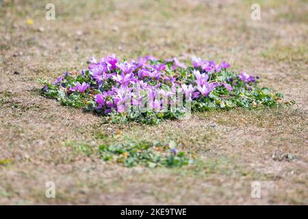 Prostrato comune mallow (malva sylvestris) che cresce come copertura di terra su terra desolata - Inghilterra, Regno Unito Foto Stock