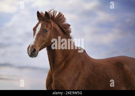 Il tedesco cavalcare pony Foto Stock