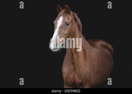 Il tedesco cavalcare pony Foto Stock