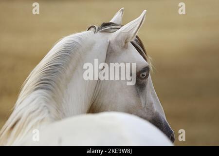 Gelding americano indiano del cavallo Foto Stock