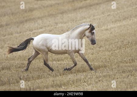 Gelding americano indiano del cavallo Foto Stock