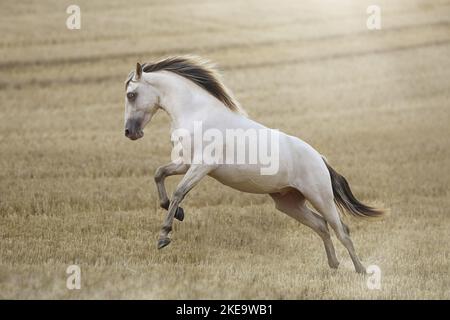 Gelding americano indiano del cavallo Foto Stock