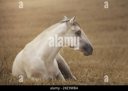 Gelding americano indiano del cavallo Foto Stock