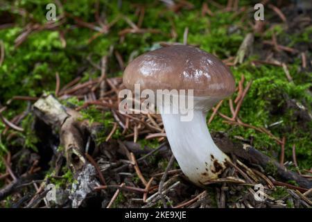 Funghi commestibili Gomphidius glutinoso nella foresta di abete rosso. Conosciuto come slimy Spike-cap. Funghi selvatici che crescono in muschio. Foto Stock