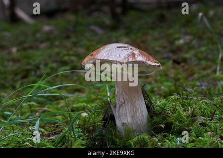 Funghi commestibili Boletus edulis nella foresta di abete rosso. Conosciuto come cep, penny bun, porcino o porcini. Funghi selvatici che crescono in muschio. Foto Stock