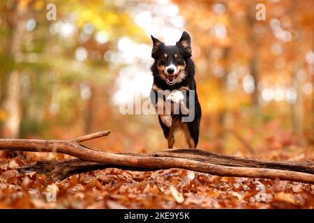 Pastore Australiano in autunno Foto Stock