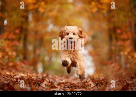Goldendoodle in autunno Foto Stock