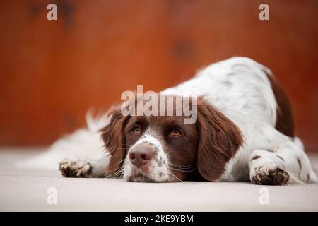 Cane da pernice olandese Foto Stock