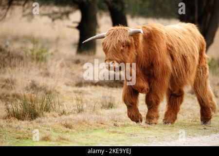 Highland Cattle Foto Stock