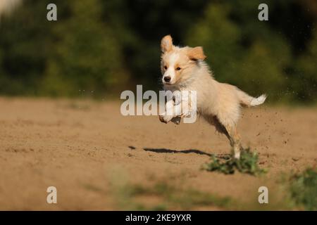 Confine australianred Collie Foto Stock