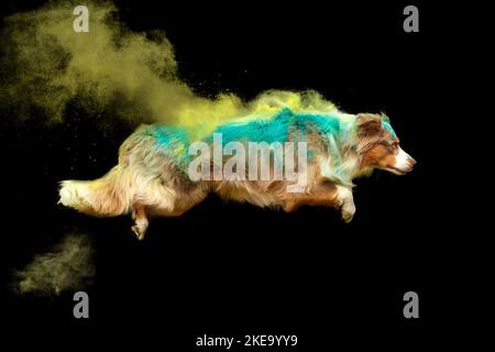 Pastore australiano al tiro di Holi Foto Stock