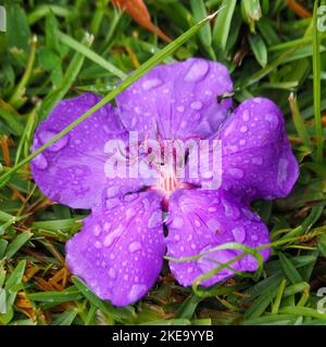 Glorioso fiore viola sull'erba verde, una bagnata Tibouchina, petali ricoperti di goccioline, in un giardino subtropicale costiero australiano Foto Stock