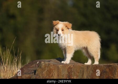 Confine australianred Collie Foto Stock