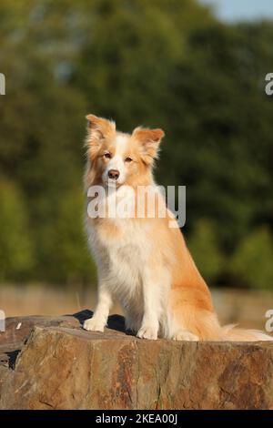 Confine australianred Collie Foto Stock