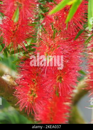 Fiori nativi australiani, pennello rosso brillante o. Foto Stock