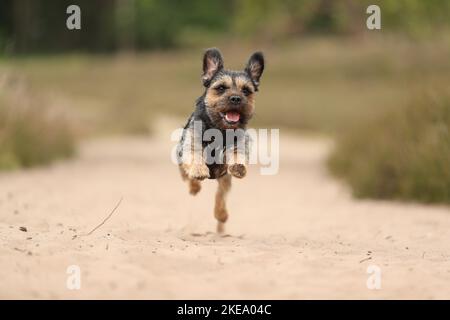 Confine Terrier in estate Foto Stock