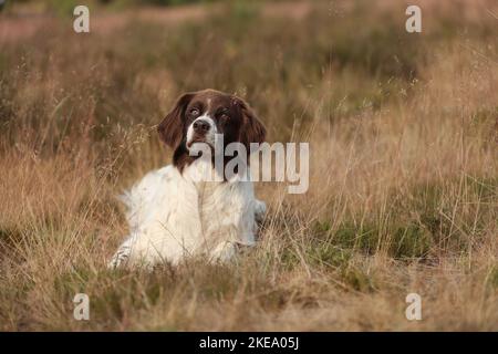 Cane da partridge olandese adulto Foto Stock