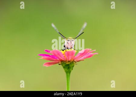 Primo piano di una bella farfalla (Pellucid Hawk Moth) seduta un congedo / fiore durante la primavera in una giornata di sole Foto Stock
