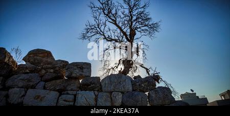 Rami di albero su sfondo cielo, albero Silhouette sulle pietre. scarica immagine Foto Stock