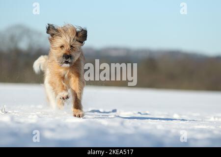 Esecuzione Waeller Sheepdog Foto Stock