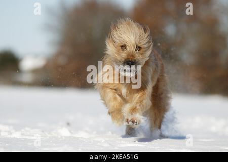 Esecuzione Waeller Sheepdog Foto Stock