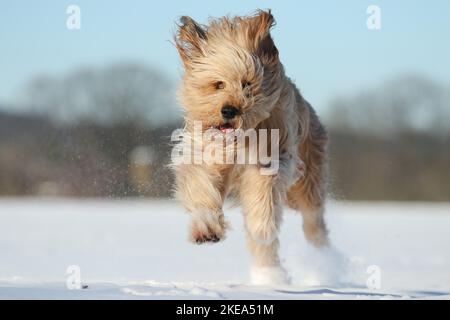 Esecuzione Waeller Sheepdog Foto Stock