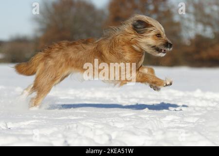 Esecuzione Waeller Sheepdog Foto Stock