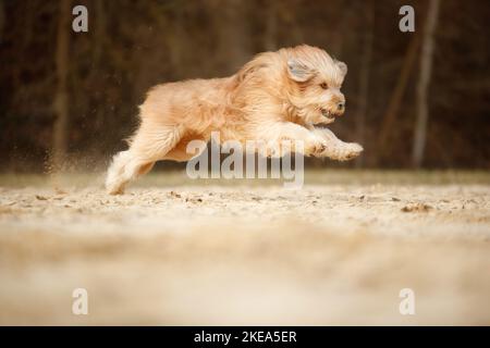 Esecuzione Waeller Sheepdog Foto Stock