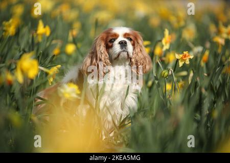 Cavalier King Charles Spaniel ritratto Foto Stock