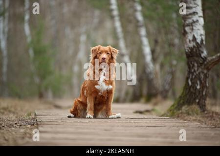 Udienza Nova Scotia Duck Tolling Retriever Foto Stock