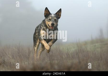 Esecuzione di Miniature pinscher Foto Stock