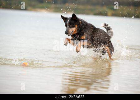 Australian Cattle Dog in acqua Foto Stock