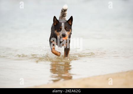 Australian Cattle Dog in acqua Foto Stock