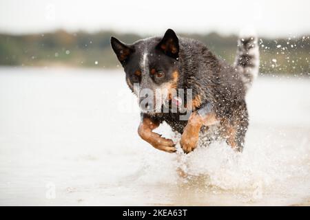 Australian Cattle Dog in acqua Foto Stock