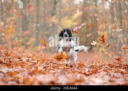 Inglese Cocker Spaniel in autunno Foto Stock